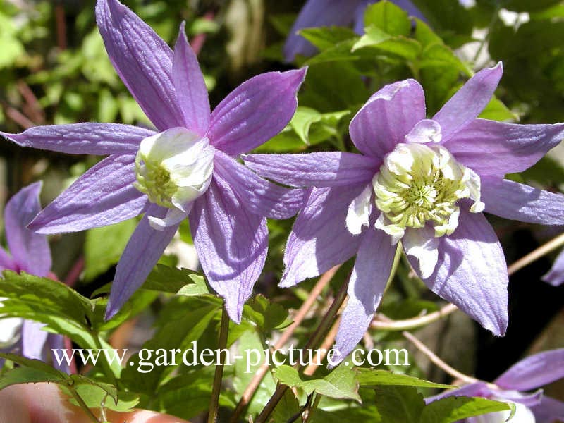 Clematis alpina