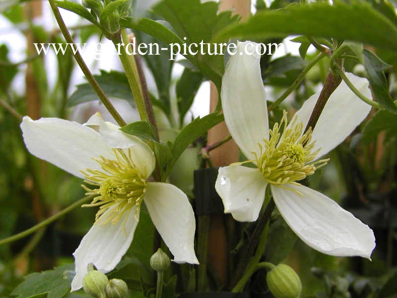 Clematis 'Anita'