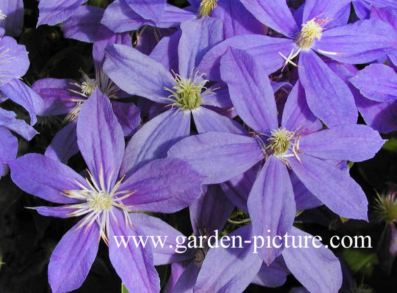 Clematis 'Arabella'