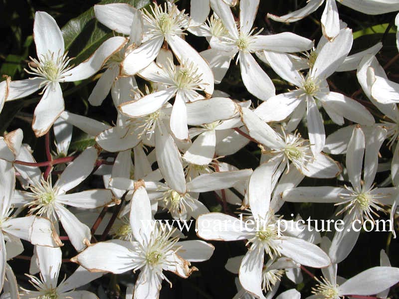 Clematis armandii