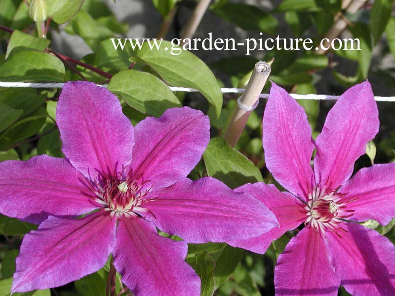 Clematis 'Barbara Dibley'