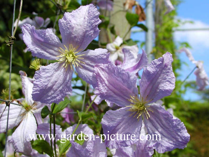 Clematis 'Blekitny Aniol' (BLUE ANGEL)