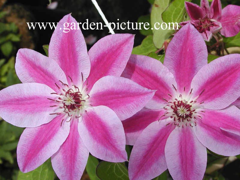 Clematis 'Souvenir du Capitaine Thuilloux'