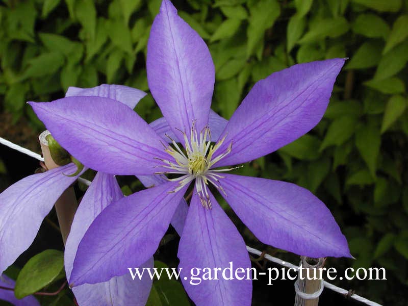 Clematis 'Countess of Lovelace'