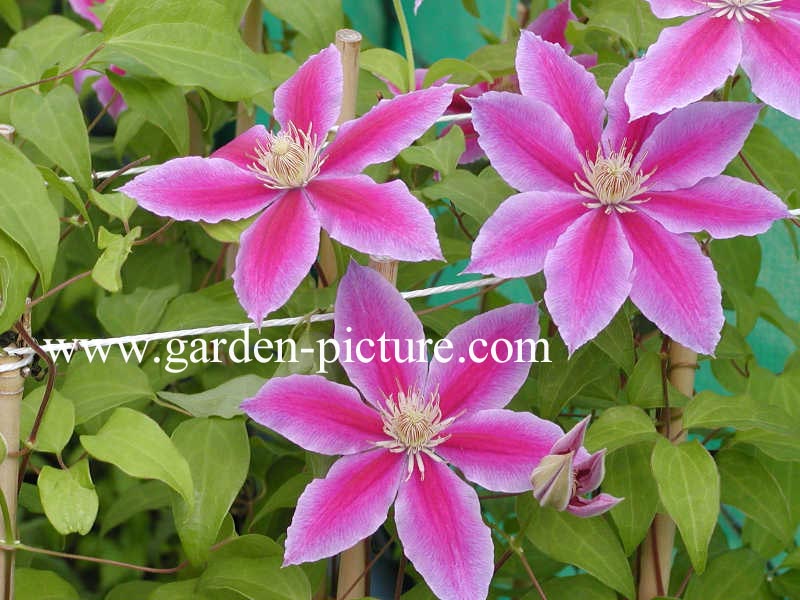 Clematis 'Doctor Ruppel'