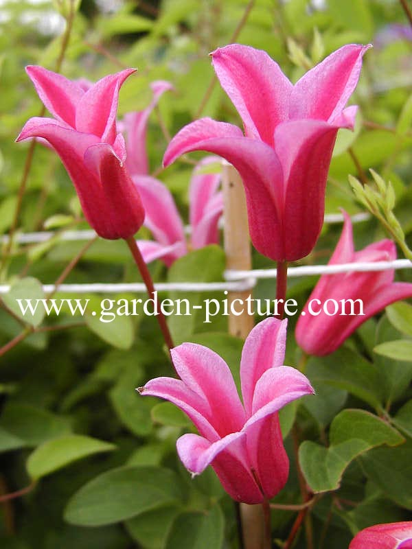 Clematis 'Duchess of Albany'
