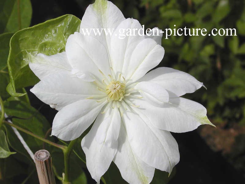 Clematis 'Duchess of Edinburgh'