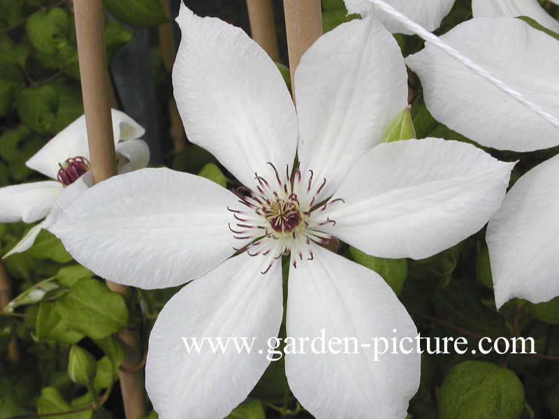 Clematis 'Edith'