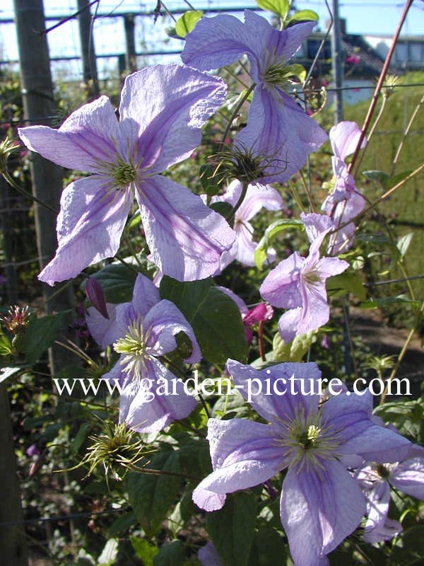 Clematis 'Emilia Plater'