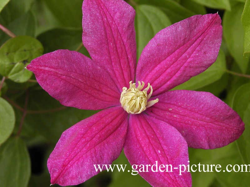 Clematis 'Ernest Markham'