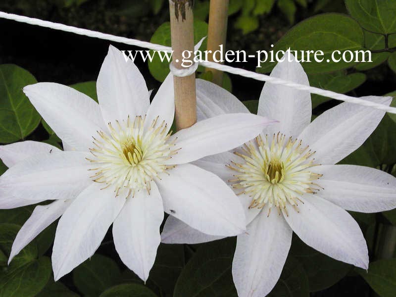 Clematis 'Sakurahime' (ETOILE NACREE) (66764)