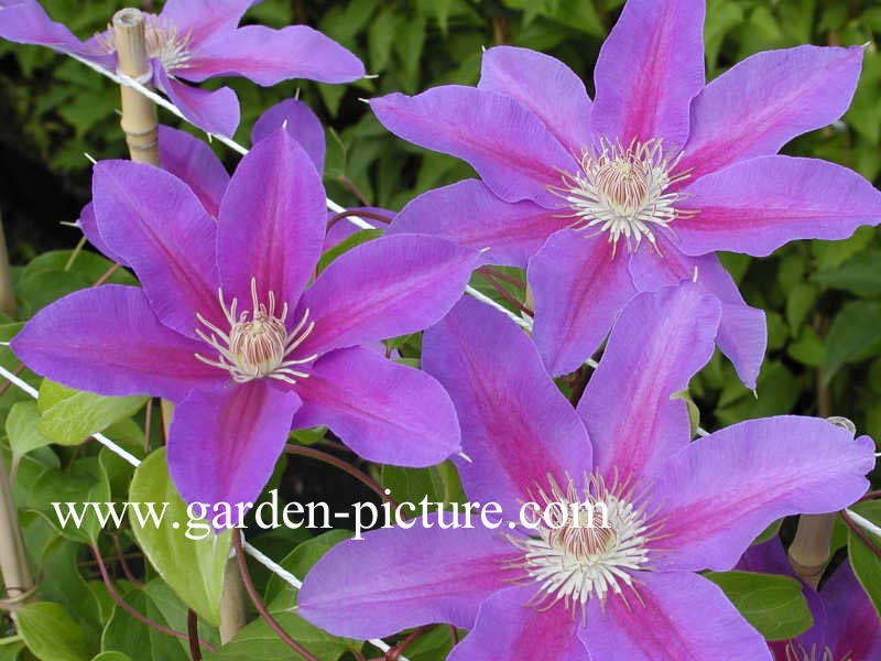 Clematis 'Etoile de Malicorne'