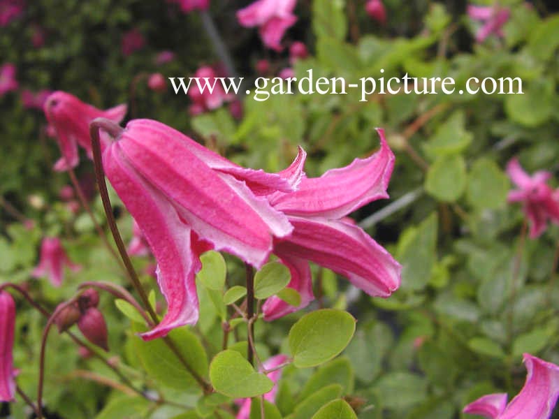 Clematis 'Etoile Rose'