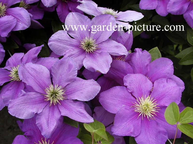 Clematis 'General Sikorski'