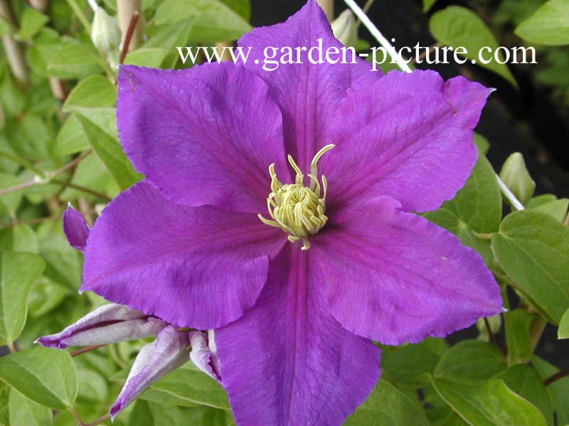 Clematis 'General Sikorski'