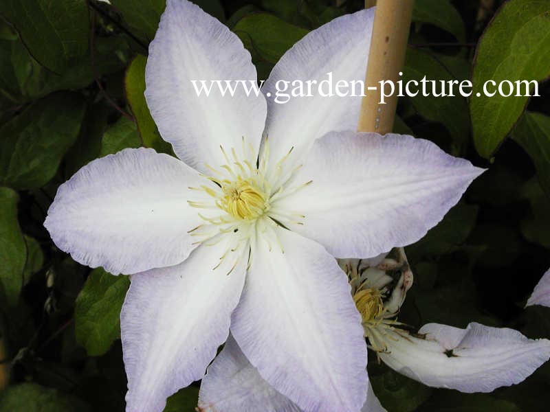 Clematis 'Gladys Picard'