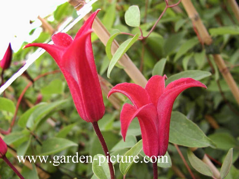 Clematis 'Gravetye Beauty'