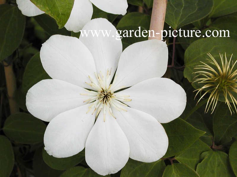 Clematis 'Guernsey Cream'