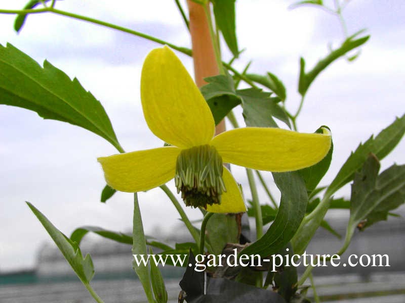 Clematis 'Helios'