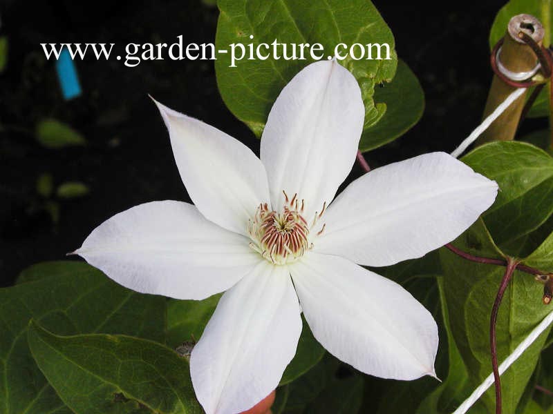 Clematis 'Henryi'