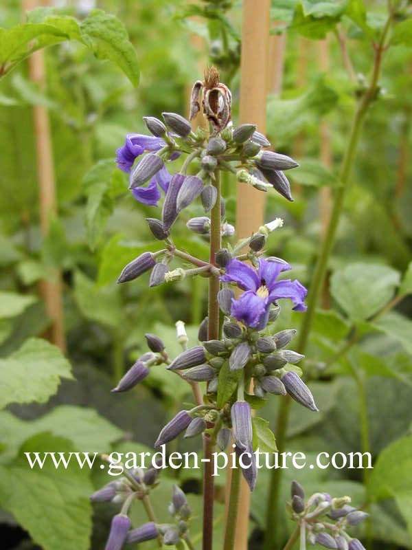 Clematis 'Cote d'Azur'