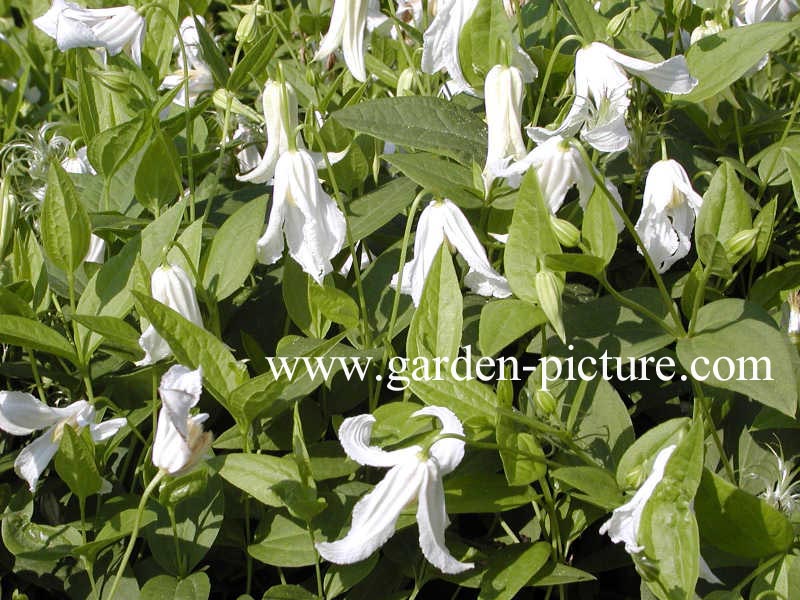 Clematis integrifolia 'Alba'