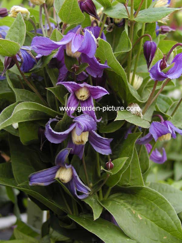 Clematis integrifolia 'Olgae'