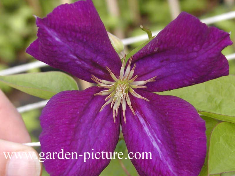 Clematis 'Jackmanii Superba'