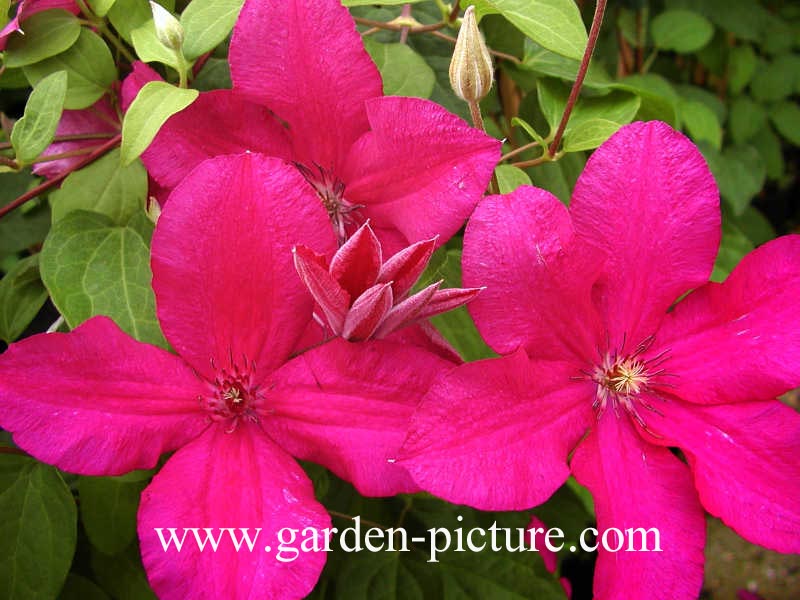 Clematis 'Kardynal Wyszynski'