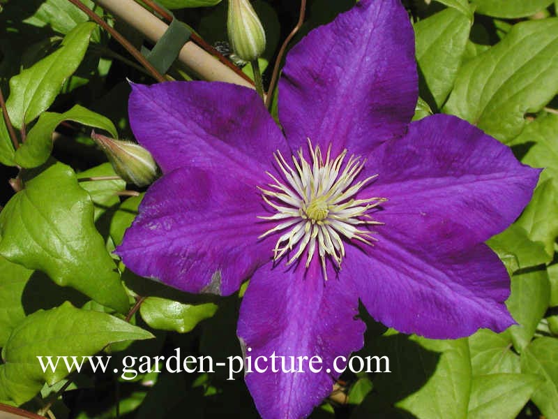 Clematis 'Lady Betty Balfour'