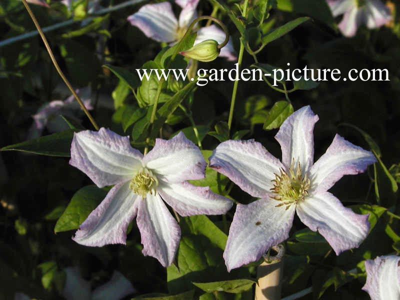 Clematis 'Little Nell'