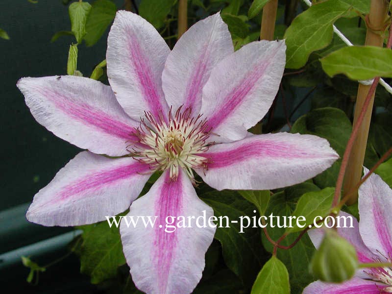 Clematis 'Love Jewelry' (66840)