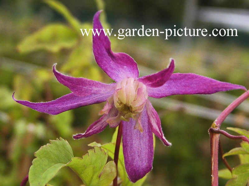 Clematis 'Jan Lindmark'