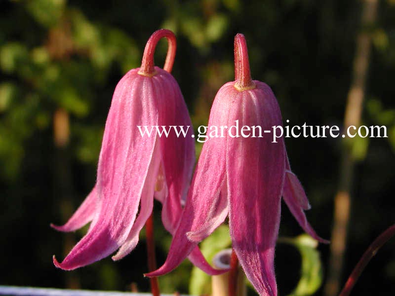 Clematis 'Rosy o'Grady'