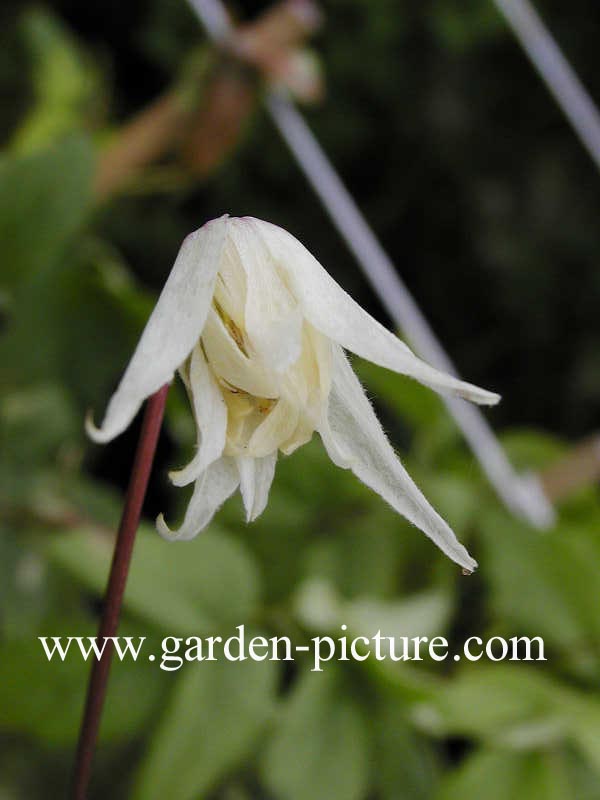 Clematis 'White Swan'