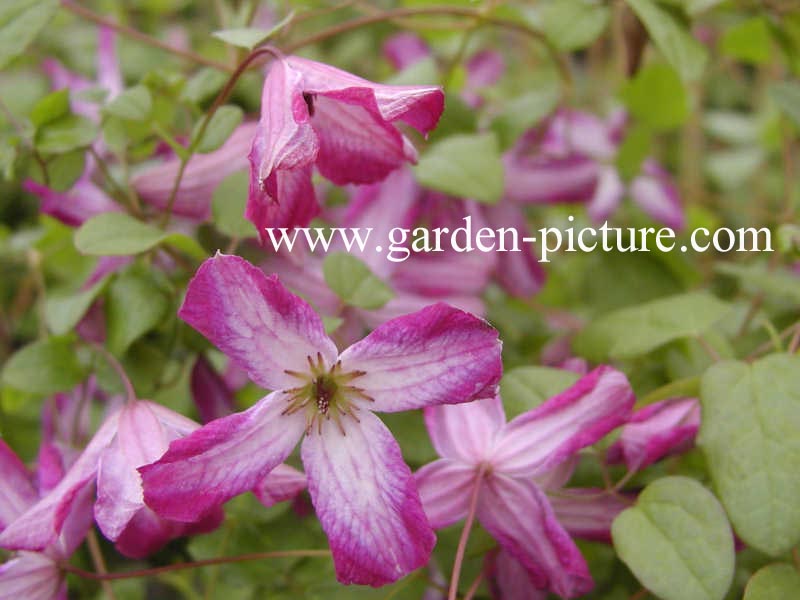 Clematis 'Minuet'