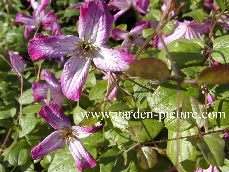 Clematis 'Minuet'