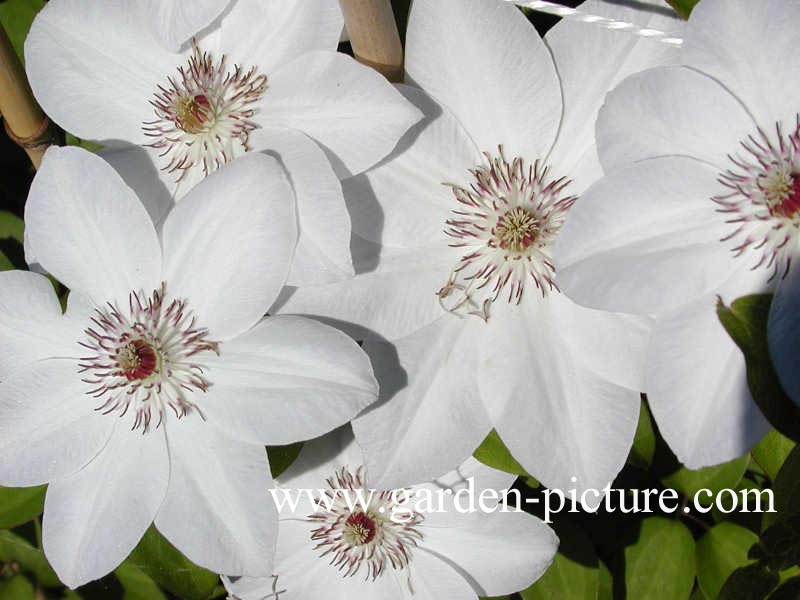 Clematis 'Miss Bateman'