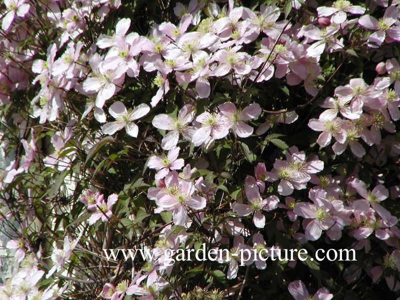 Clematis montana 'Rubens'