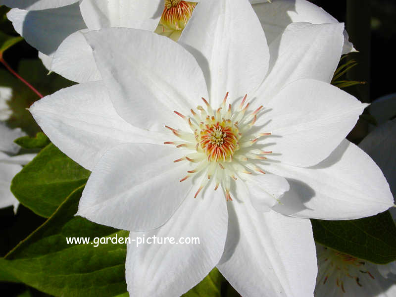 Clematis 'Mrs. George Jackman'