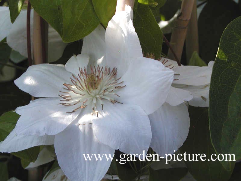 Clematis 'Mrs. George Jackman'