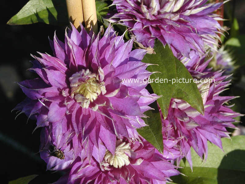 Clematis 'Multi Blue'