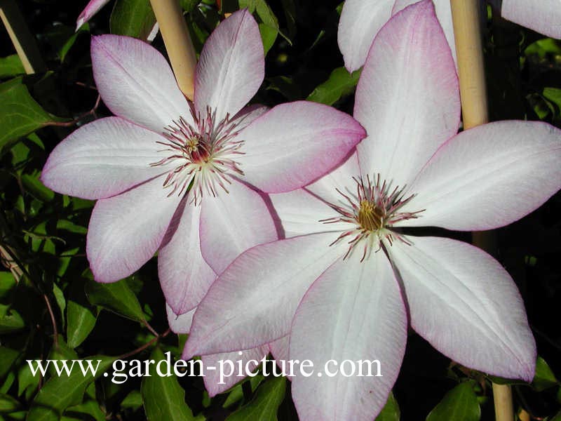 Clematis 'Omoshiro'