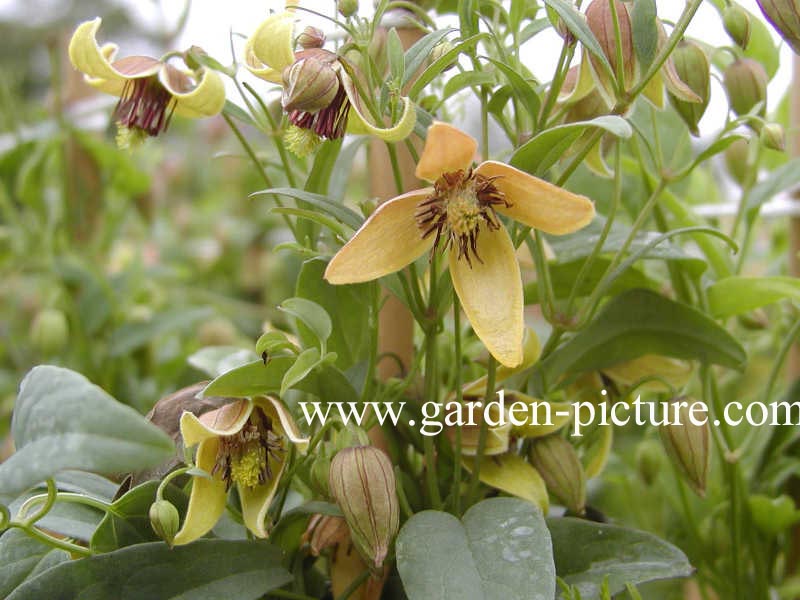 Clematis orientalis