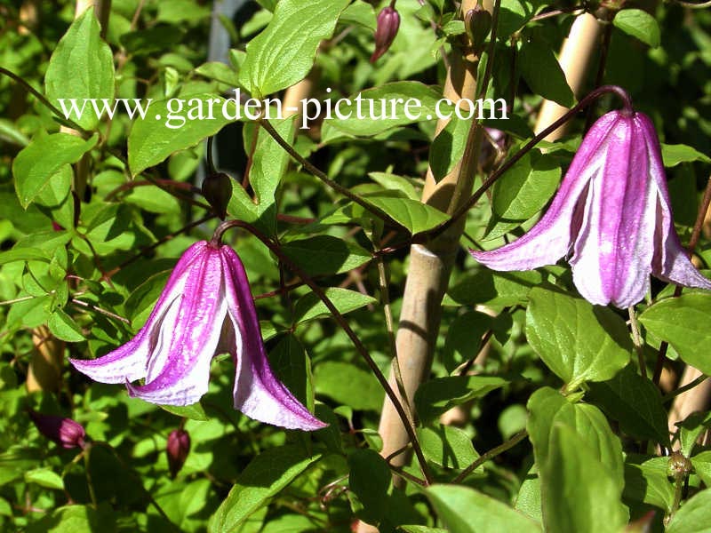 Clematis 'Pagoda'