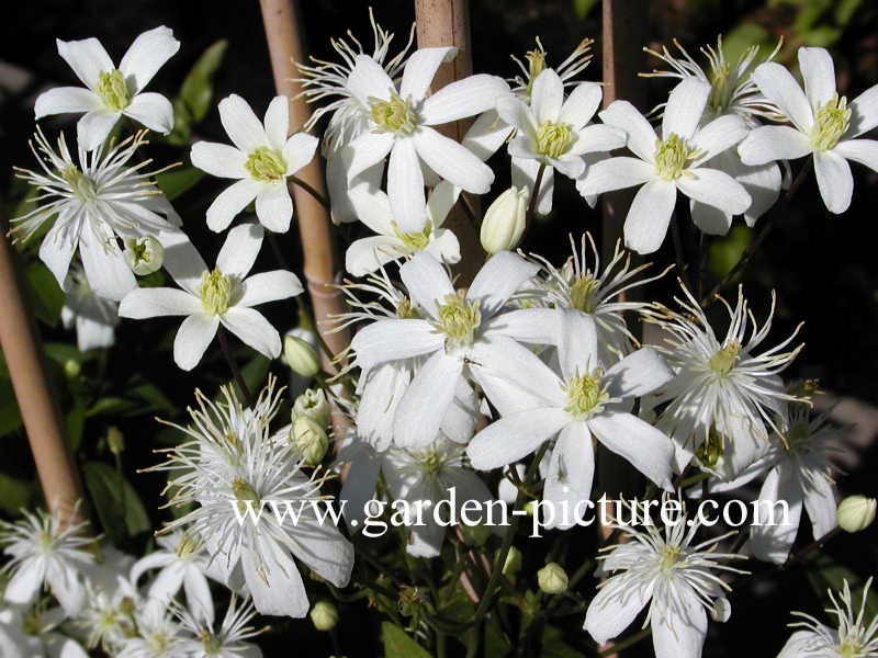 Clematis 'Pamela'