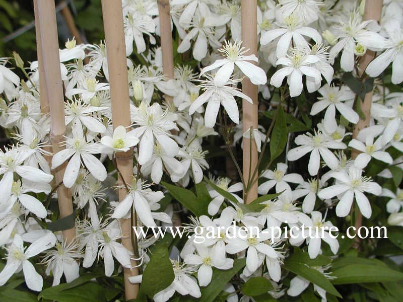 Clematis 'Pamela'