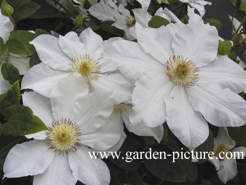 Clematis 'Toki'