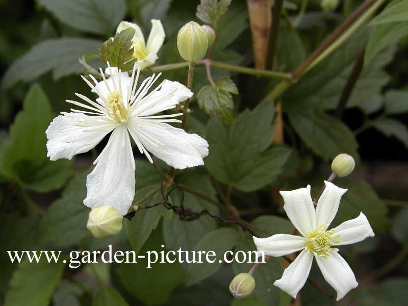 Clematis 'Paul Farges' (SUMMER SNOW)