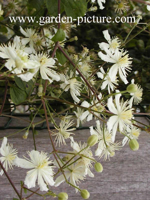 Clematis 'Paul Farges' (SUMMER SNOW)